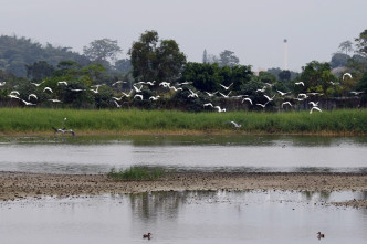 环保团体呼吁政府扩大保育湿地。资料图片