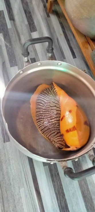泰国女子食海螺发现美乐珠。