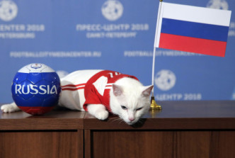 俄羅斯神算貓阿基里斯將會為世界盃賽果做預測。AP