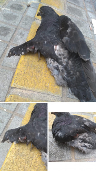 有人發現受傷白鴿。 香港救援鳩鴿及雀鳥FB圖