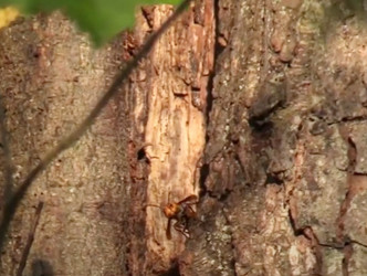 华盛顿州农业部（WSDA）一处私人用地的一颗树洞内发现蜂巢。影片截图