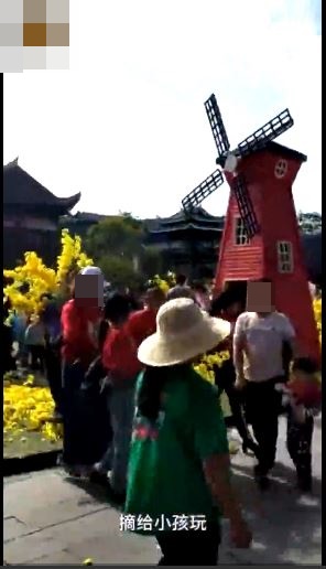 貴州丹寨萬達小鎮內裝飾用的黃色花朵，竟被遊客搶至一朵不剩。網圖