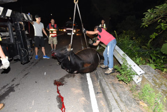 拖車吊起牛屍移往路邊。