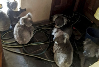 澳洲山火導致大批野生動物失去家園。AP