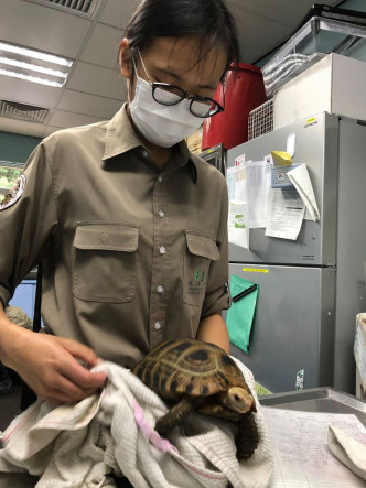 动物护理员小心检查黄头象龟的状况，为龟只前往太平动物园作好准备。嘉道理农场暨植物园 FB