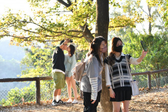 有逾百名游人前来大棠自然教育径赏枫拍照。
