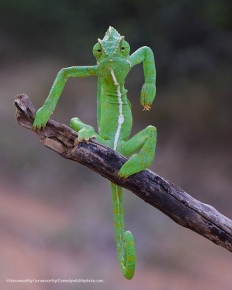 霸气！（comedywildlifephoto官网相片）