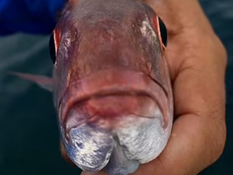 有奇怪「舌头」的大眼鸡鱼。网图