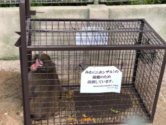 園長指，「みわ」似乎在反省中。福知山市動物園FB圖片