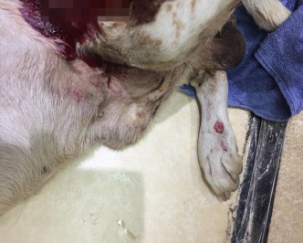 狗狗被车撞伤口深至见骨。网上图片