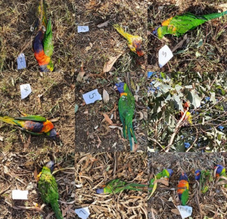 澳洲布里斯本大批野生鸚鵡暴斃，專家形容病毒傳播率如新冠肺炎。 網圖