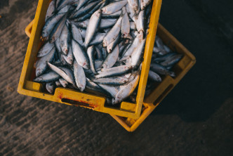 罐头鱼含金属污染物。unplash图片