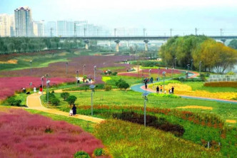 灞河左岸生态公园的粉黛乱子草经历观赏期，吸引了众多市民游客打卡。网上图片