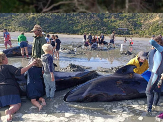 有40至50條領航鯨在紐西蘭北島的科羅曼德爾半島被沖上一個沙灘擱淺。