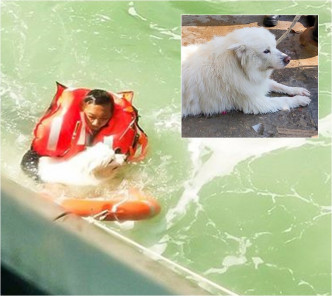 上周六(31日)尖沙嘴有白色成年雌性银狐犬堕海，水警到场救起，转交爱护动物协会。资料图片