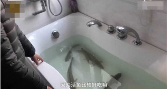 武汉一家鱼缸养鱼。网图