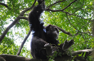 北爱尔兰动物园黑猩猩用树枝造梯翻墙。网上图片
