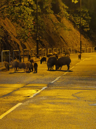 網民指香港仔不時有野豬出沒。網民Ken Tso圖片