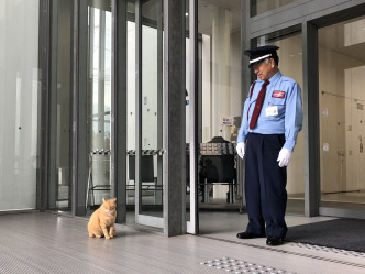 保安叔叔和貓貓一度對峙。 尾道市立美術館Twitter圖