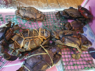 店家將生蟹放進夾公仔機，讓食客體驗夾螃蟹的樂趣。網上圖片