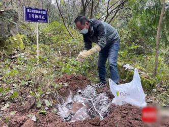 專業捕殺隊將野豬屍骸埋好。互聯網圖片