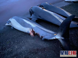 大批被屠宰海豚等待運走。Sea Shepherd Faroe Islands Campaign facebook圖片