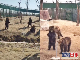 事源有網民認為黑熊的動作與人類太相似。影片截圖