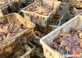 海星会吃掉渔户养殖的蛤蜊，造成严重经济损失。网图