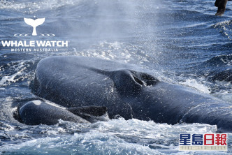 蓝鲸渐渐体力不支，上水面换过最后一次气后便葬身大海。Whale Watch Western Australia Facebook专页图片