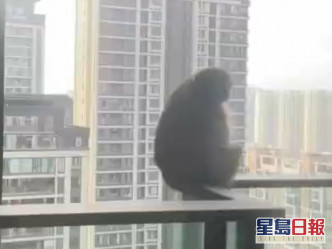 猴子連30多樓的高層單位也不放過。影片截圖