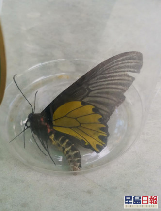 鳳園蝴蝶保育區提供圖片