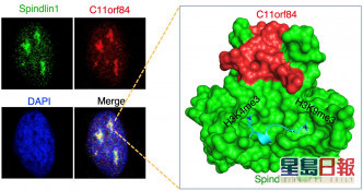 Spindlin1蛋白和C11orf84蛋白共同定位於細胞核仁(左),Spindlin1蛋白與C11orf84蛋白形成的複合物,可識別同時包含H3K4me3和H3K9me3雙向標記的組蛋白H3(右)。港大提供