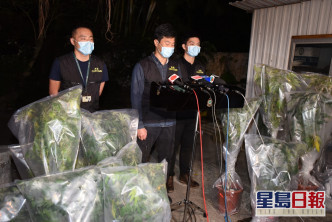 海關在西貢村屋檢出13棵大麻及朱古力值100萬元。