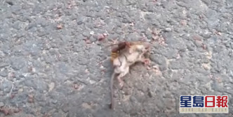 老鼠被大虎頭蜂糾纏攻擊。（影片截圖）