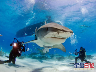 鯊魚保育組織「鯊魚同盟」(Shark Allies)擔心鯊魚的危機可能會出現在一些漁業監管不嚴密的國家。FB Shark Allies圖片