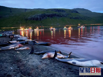 海面被染成血紅色。Sea Shepherd Faroe Islands Campaign facebook圖片