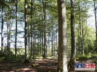 IKEA購入美國喬治亞州（Georgia）1.1萬畝樹林。網圖