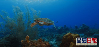 攝製隊在美國佛羅里達州開始尋找野生海龜。