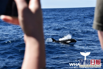 专家们都认为此场面十分罕见。Whale Watch Western Australia Facebook专页图片