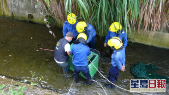 消防及漁護署人員爬落引水道救起小赤麂。