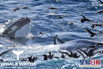多达75条杀人鲸(即虎鲸),围攻一条体长16公尺的年轻蓝鲸。Whale Watch Western Australia Facebook专页图片