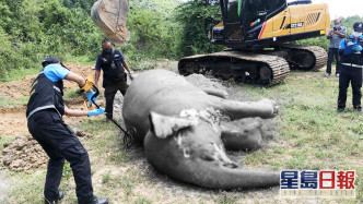 中槍後忍痛一個月的大象死在池塘內，屍體已開始腐爛。網圖