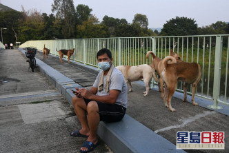 周先生表示，梧桐河一帶有至少6隻流浪狗。