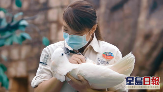 護理團隊每天為雀鳥進行護理檢查，更於早上陪伴牠們伸展筋骨及拍打翅膀飛行。 海洋公園提供