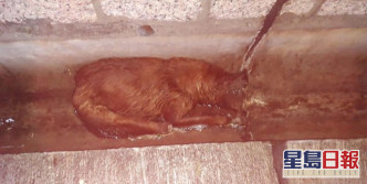 狗狗被棄水渠。RCAP 拯救遺棄寵物中心