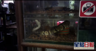 蛇。影片截图