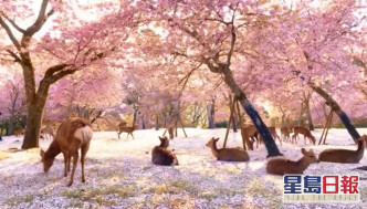 奈良公園更變成鹿群的天下。Twitter圖