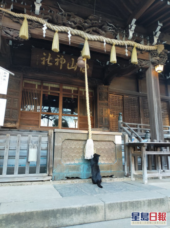 日本网民遇见一只猫在神社摇铃。网上图片