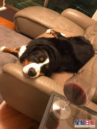 艾威近期多貼愛犬與紅酒照。
