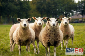 新加坡贸工部长陈振声称棉花产自绵羊。Unsplash图片